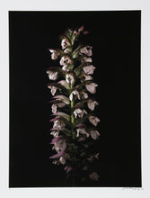 Wilting Purple Flowers Black and White | Jonathan Singer,{{product.type}}