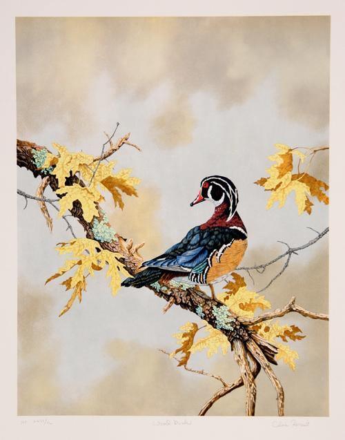 Wood Duck Lithograph | Chris Forrest,{{product.type}}