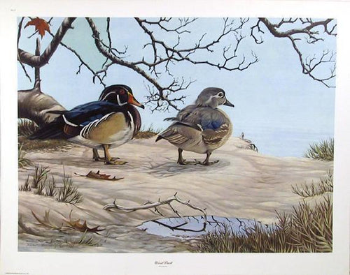 Wood Duck Poster | Richard Evans Younger,{{product.type}}