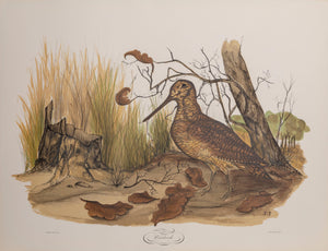 Woodcock Lithograph | Jerome Trolliet,{{product.type}}