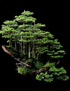 Yatsubusa Hinoki Cypress Color | Jonathan Singer,{{product.type}}