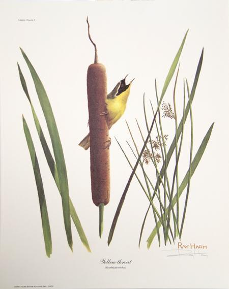 Yellow Throat Lithograph | Ray Harm,{{product.type}}