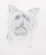 Yorkshire Terrier Pencil | Rex Flood,{{product.type}}