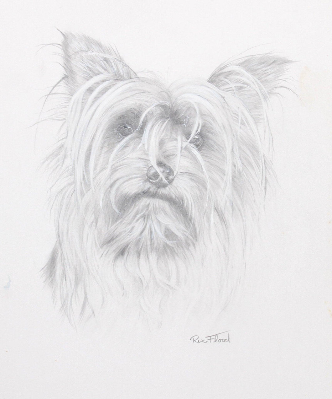 Yorkshire Terrier Pencil | Rex Flood,{{product.type}}